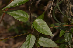 Parsonsia purpurascens