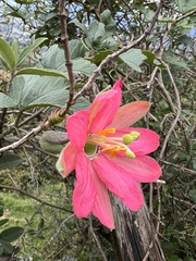 Passiflora mathewsii
