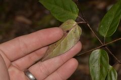 Parsonsia purpurascens