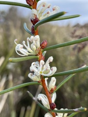 Hakea teretifolia