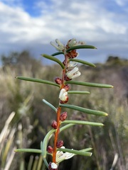 Hakea teretifolia
