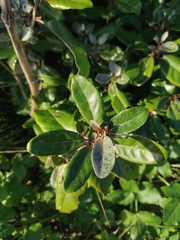 Elaeagnus reflexa