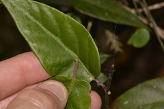 Parsonsia purpurascens