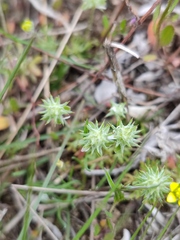 Ceratocephala testiculata