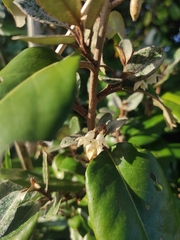 Elaeagnus reflexa