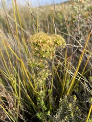 Calytrix tetragona