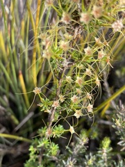 Calytrix tetragona