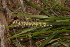 Lomandra spicata