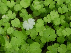 Hydrocotyle heteromeria