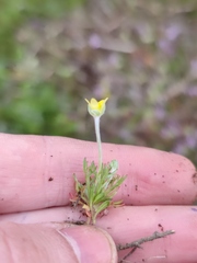 Ceratocephala testiculata
