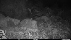 Didelphis virginiana