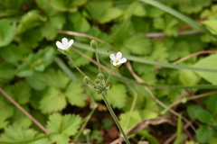Androsace umbellata