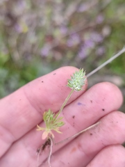 Ceratocephala testiculata