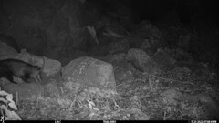 Didelphis virginiana