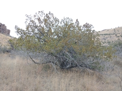 Juniperus monosperma