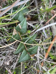 Platylobium obtusangulum