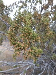Juniperus monosperma