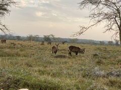 Kobus ellipsiprymnus defassa