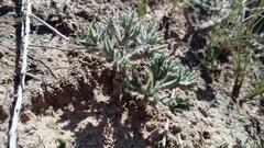 Eriospermum dregei