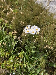 Dolichoglottis scorzoneroides