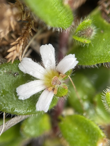 Image of Creeping Fan-Flower (Scaevola hookeri) by (c) Matt Berger, some rights reserved (CC BY)