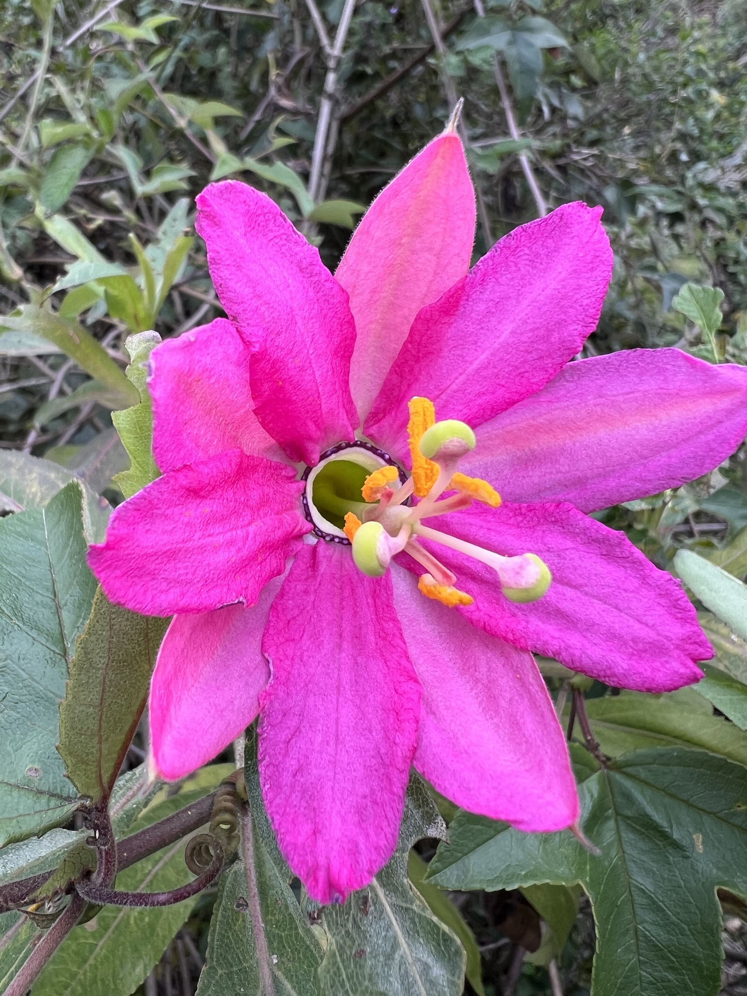 Passiflora brachyantha image