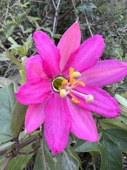 Passiflora brachyantha