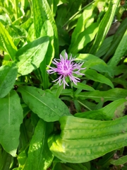 Centaurea × moncktonii