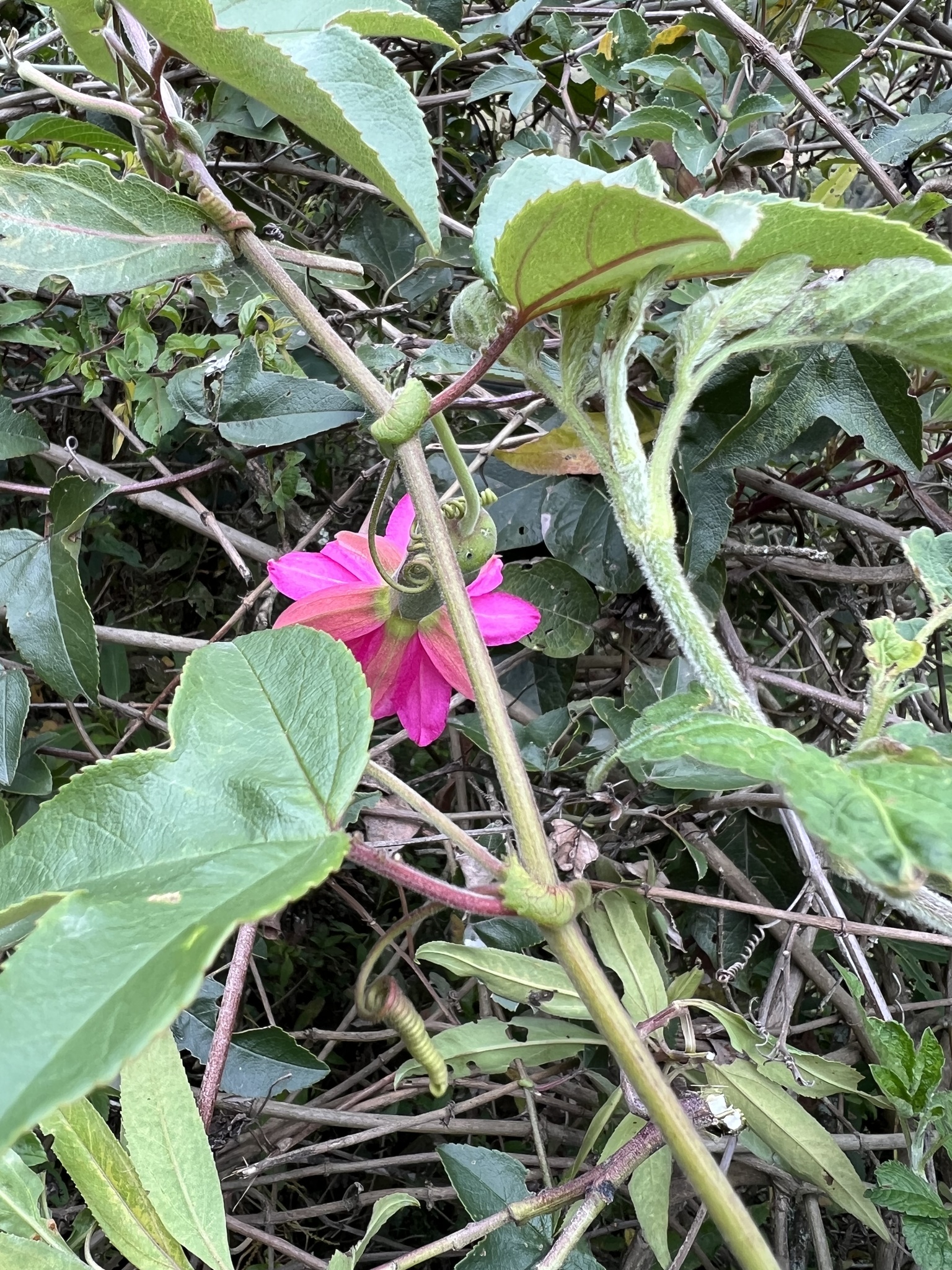 Passiflora brachyantha image