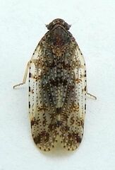 Cixius pini