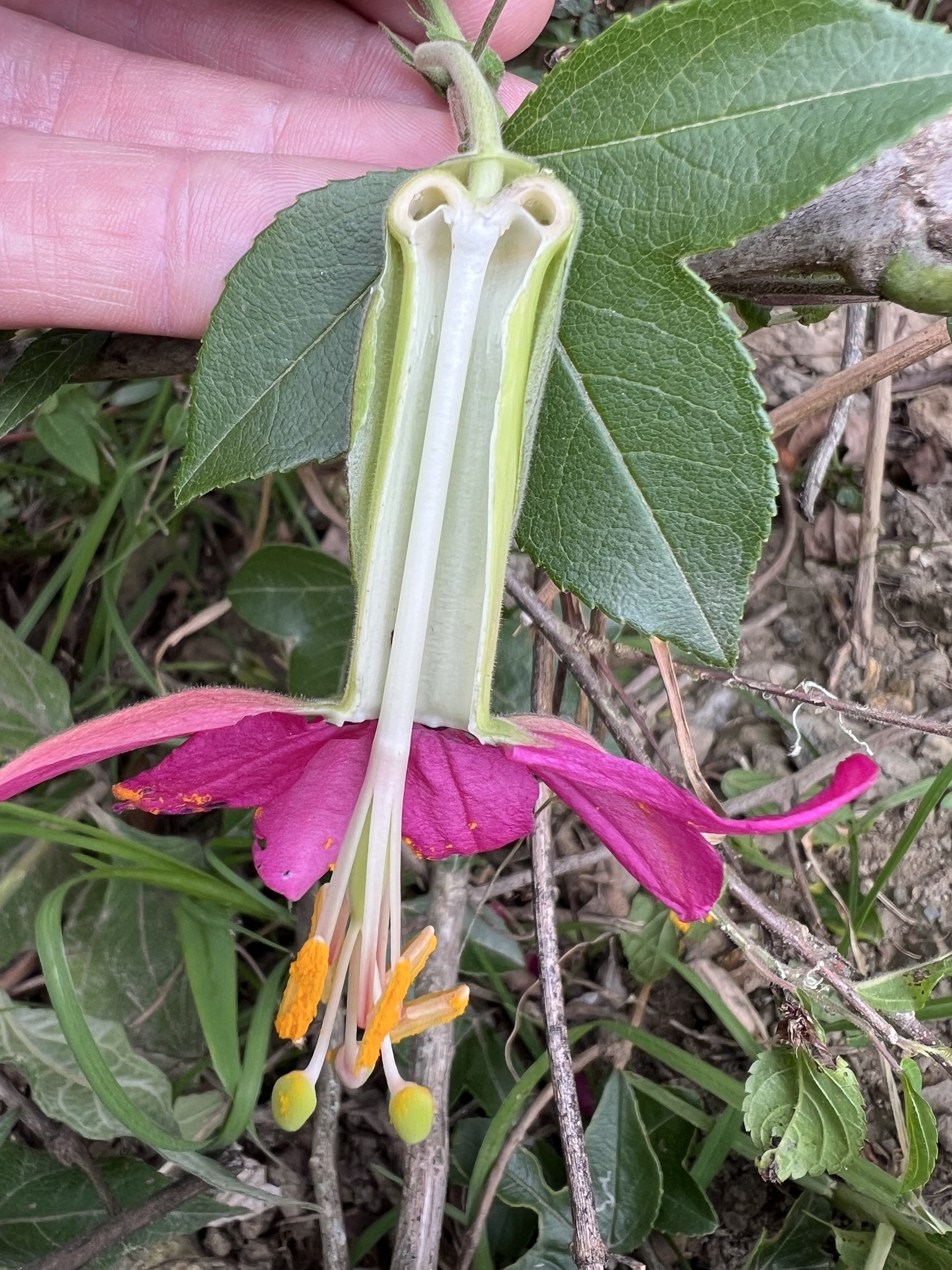 Passiflora brachyantha image