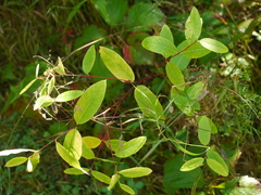 Apocynum × floribundum