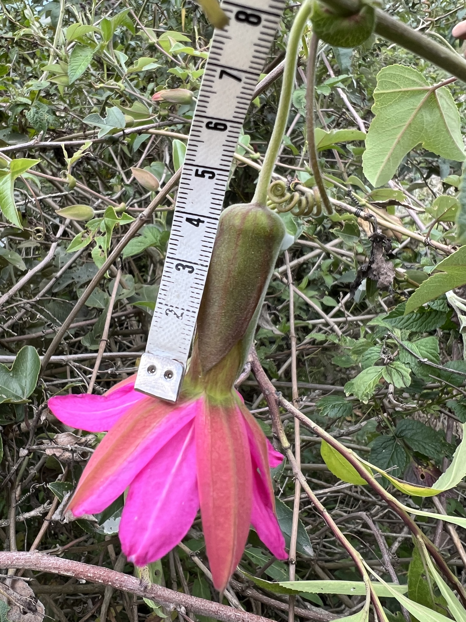 Passiflora brachyantha image