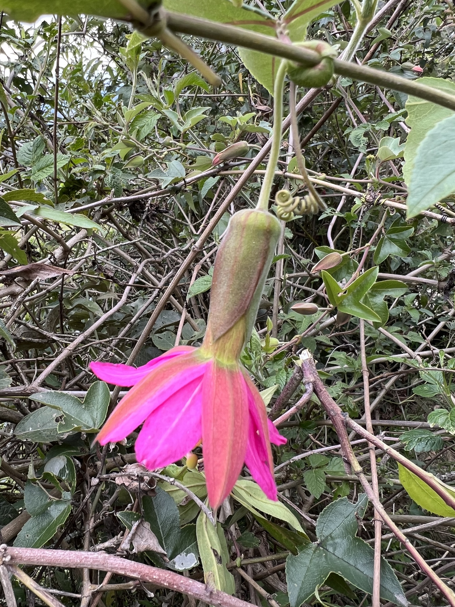 Passiflora brachyantha image