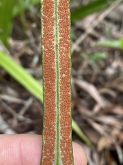 Pyrrosia longifolia