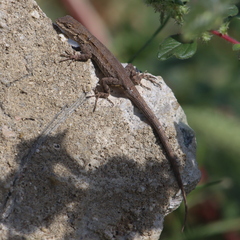 Urosaurus nigricauda