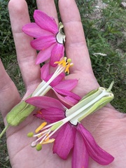 Passiflora brachyantha