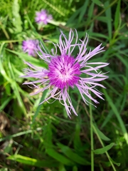 Centaurea × moncktonii