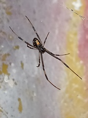 Latrodectus mactans