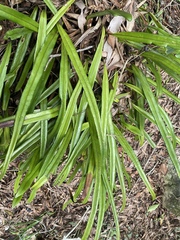 Pyrrosia longifolia