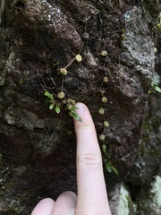 Bulbophyllum exiguum