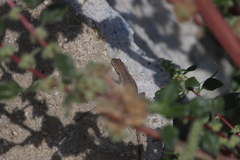 Urosaurus nigricauda