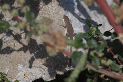 Urosaurus nigricauda