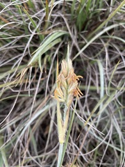 Spinifex