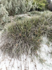 Spinifex