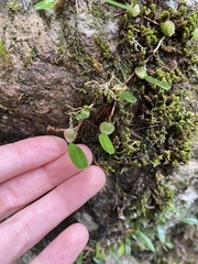 Bulbophyllum exiguum