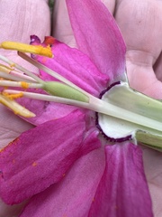 Passiflora brachyantha