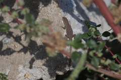 Urosaurus nigricauda