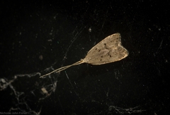 Lecithocera imprudens