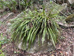 Pyrrosia longifolia